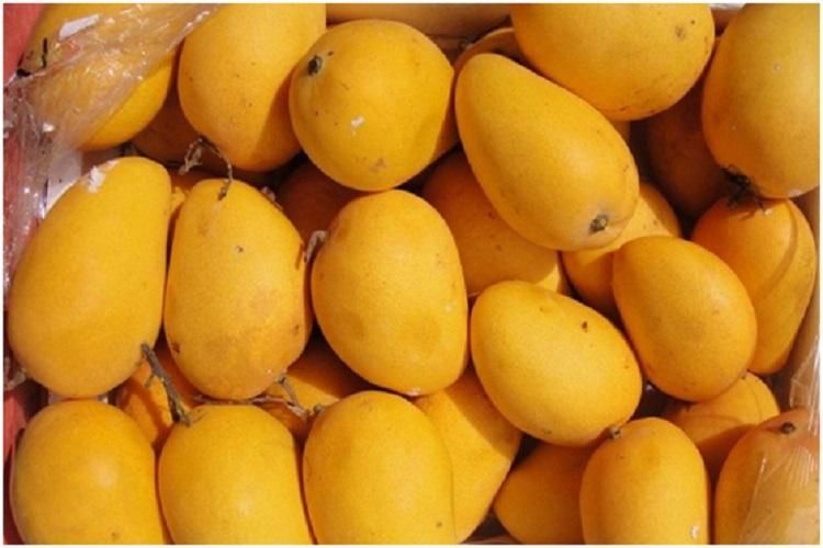badami mango
