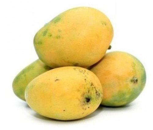 Banganapalli Mango, Taste : Delicious Sweet