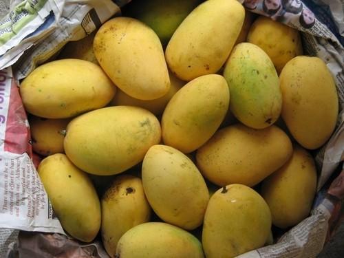 Chaunsa Mango, Packaging Type : 3 KG PER COTTON