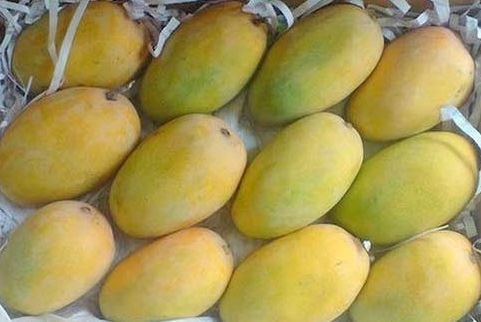 Kesar mango