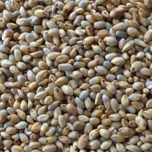 Organic Pearl Millet Seeds, For Cattle Feed, Cooking, Feature : Natural Taste