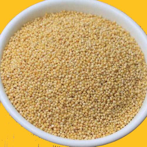 Proso Millet Seeds