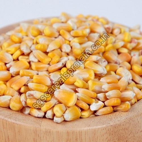 Corn Seeds, Packaging Type : PP Bag, Vaccum Pack