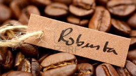 Katsu Robusta Coffee Beans, Color : Brown