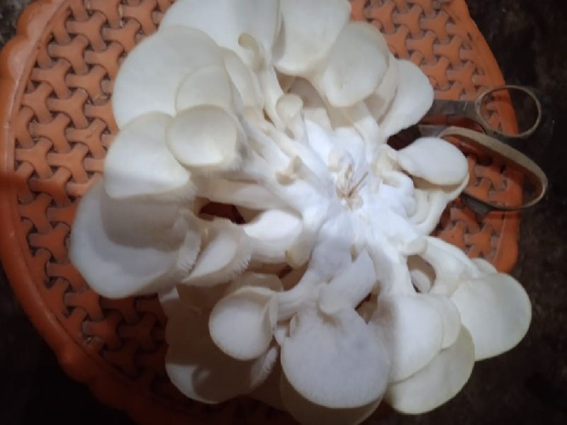 Organic Oyster Mushroom, for Cooking, Color : Fresh