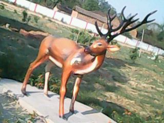 Polished Plain Fiberglass Deer Statue, Size : Standard