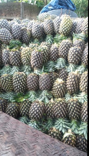 Fresh Pineapple, Shelf Life : 15 Days, 30 Days