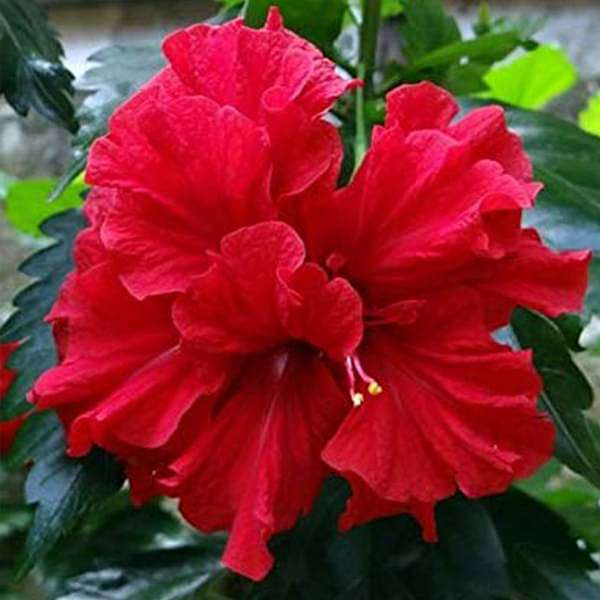 hibiscus flower