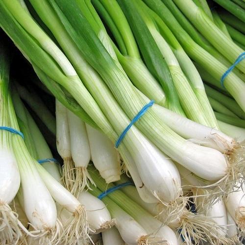 Fresh Spring Onion, Color : White