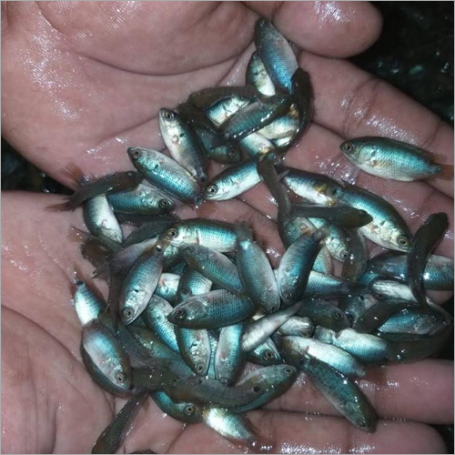 Koi Fish Seeds