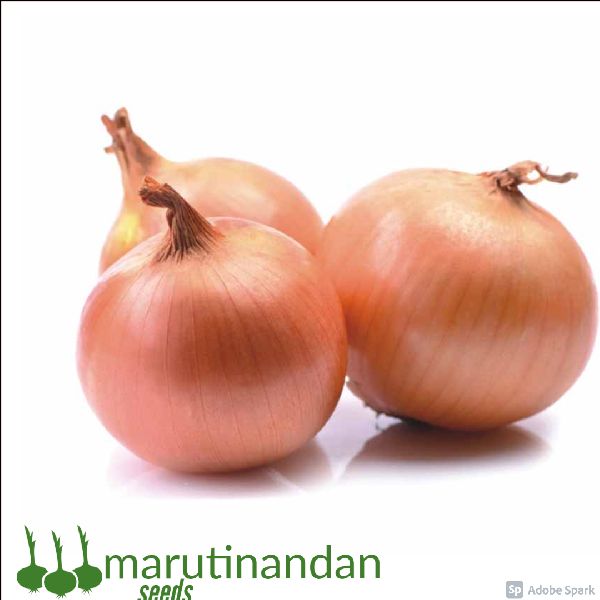 Organic Pili Patti Onion Seeds, Packaging Size : 1-5 kg
