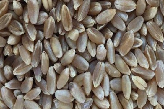 Black wheat, Style : Dried
