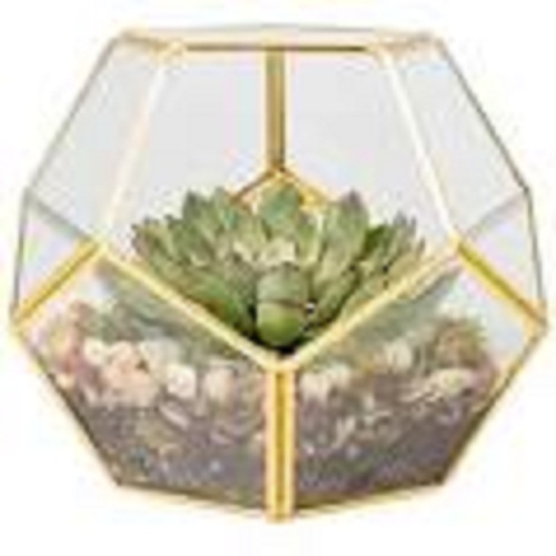 Gold Glass terrariumss, Size : customized