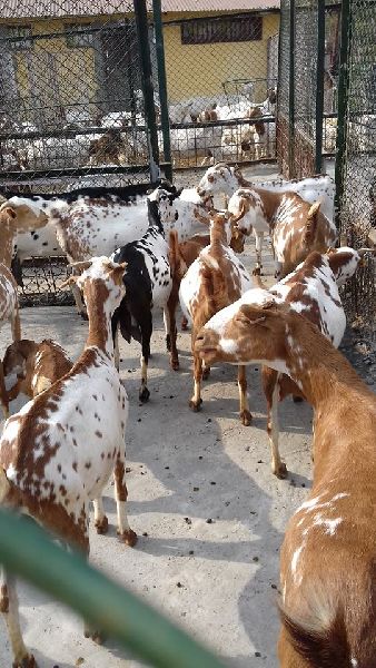 Barbari goats, for Dairy Use, Farming Use, Color : Black, Brown, White