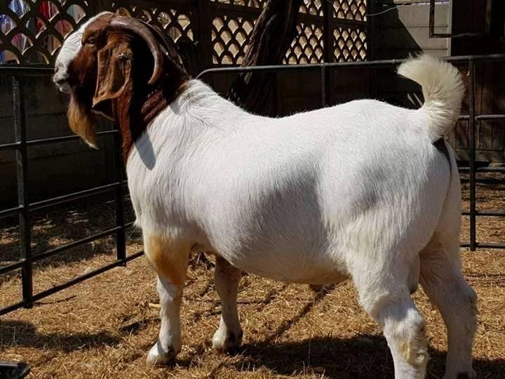 boer goat