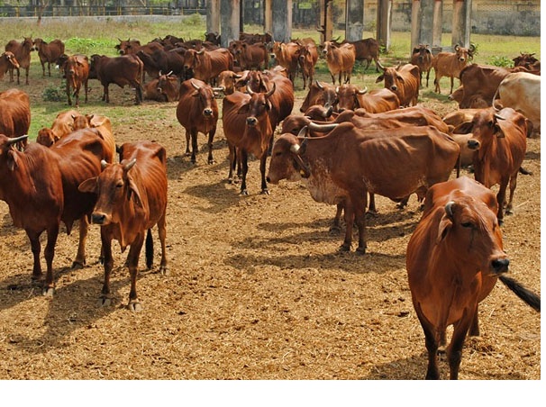 Gir Cow, for Dairy Use, Farming Use, Color : Brown