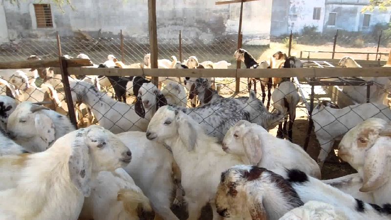 Jamunapari Goats, for Dairy Use, Color : White