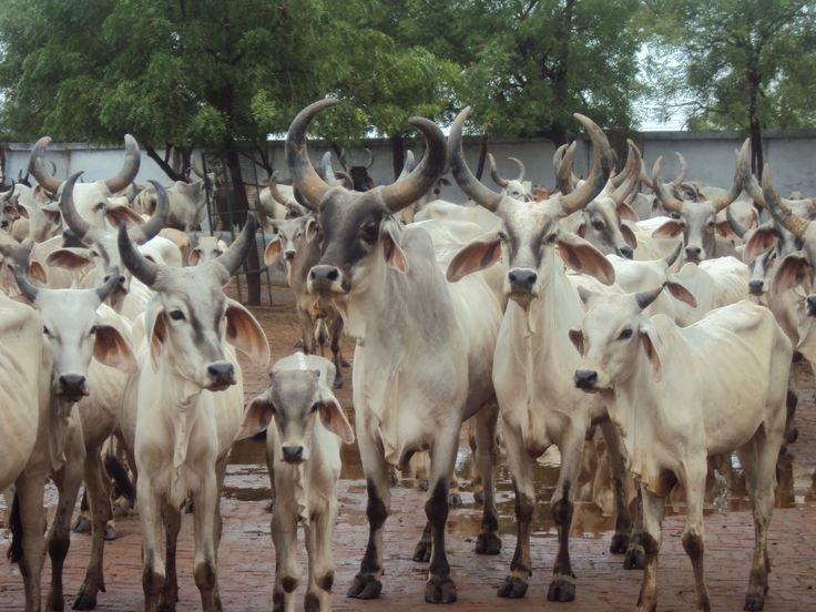 Kankrej Cow, for Dairy Use, Farming Use, Feature : 10-20