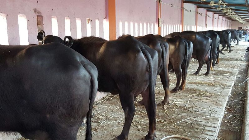 Murrah Buffalo, for Dairy Use, Farming Use, Style : Alive