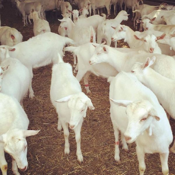 Saanen Goats