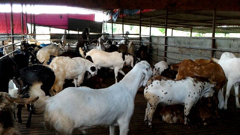 Totapari Goat, for Dairy Use, Farming Use, Color : Black, Brown, White