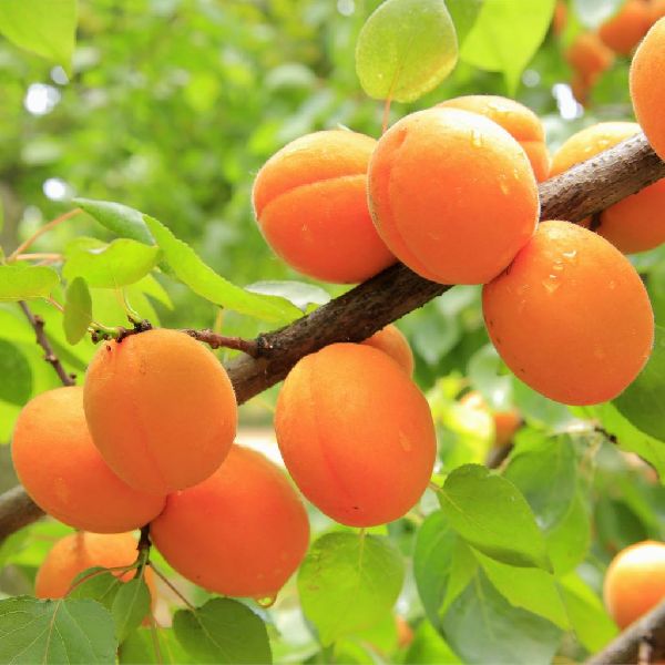 Apricot Plant
