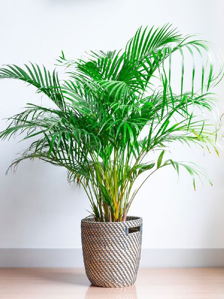 Aren Palm Plant