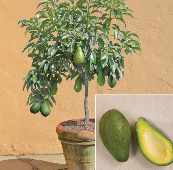 avocado plant