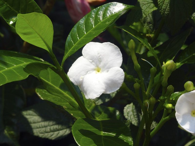 Common Crape Jasmine Plant, Color : Green