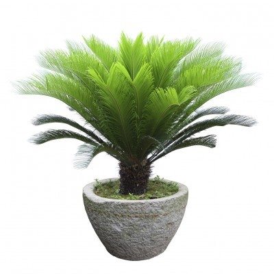 Doum Palm Plant, Feature : Eco-friendly, Longer Shelf Life
