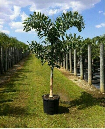 foxtail palm plant