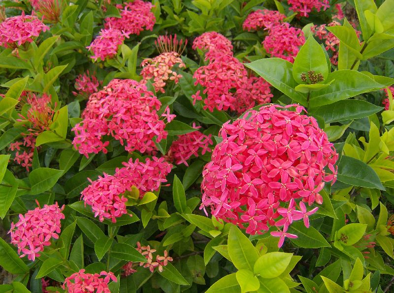 Ixora Coccinea Plant