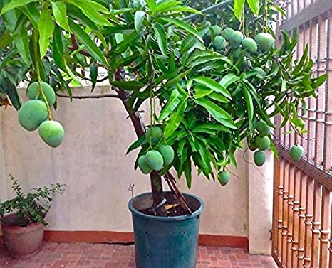 Mango Plant, Size : Large, Medium, Small