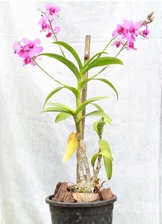 Orchid Plant, for Decoration