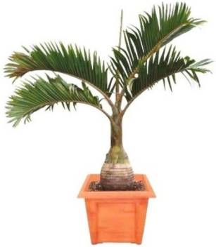 Royal Palm Plant, Feature : Eco-friendly, Longer Shelf Life