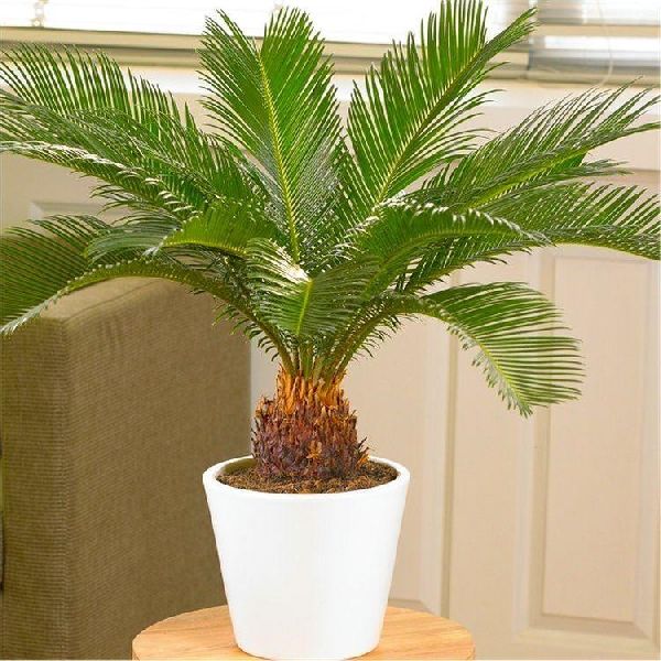 Sago palm plant, Feature : Eco-friendly, Longer Shelf Life