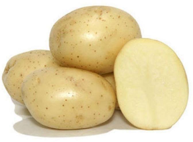 Oval Natural Potato badshah, for Non Harmful, Good Health, Packaging Type : Jute Bag