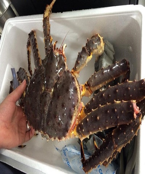 Fresh Red King Crab Fresh/Frozen/Live Red King Crabs, Soft Shell Crabs, Blue Swimming Crabs &amp;amp; Snow C