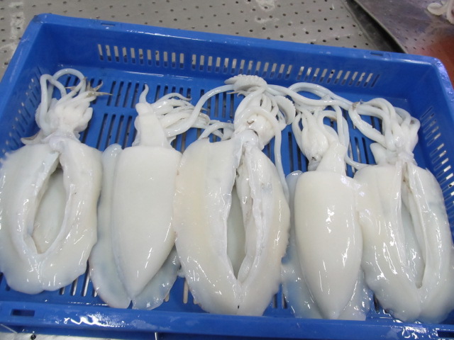 Cuttlefish, for Human Consumption, Packaging Type : Carton Box