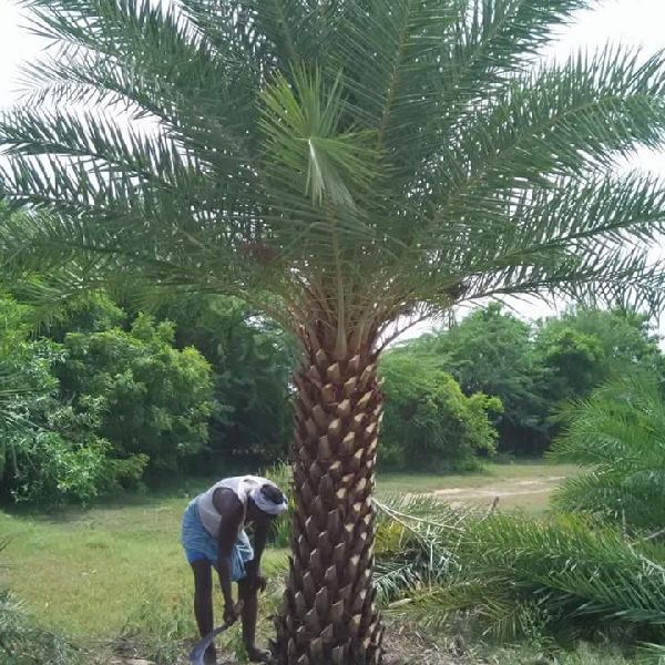Dates palm tree & Coconut Tree Supplier Yashini gardening service