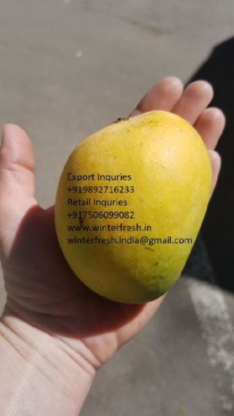 Fresh Mangoes