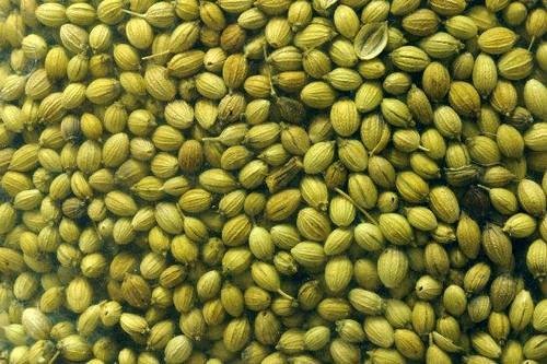 Premium Quality Coriander Seeds