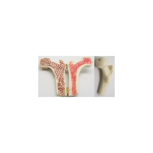 Femur Bone Anatomy Model
