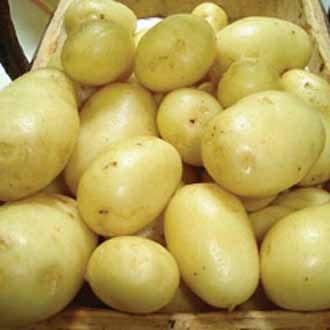 Himsona Potato Seeds, Shelf Life : 1year