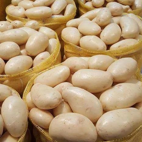 Pukhraj Potato Seeds, Packaging Type : PP Bags