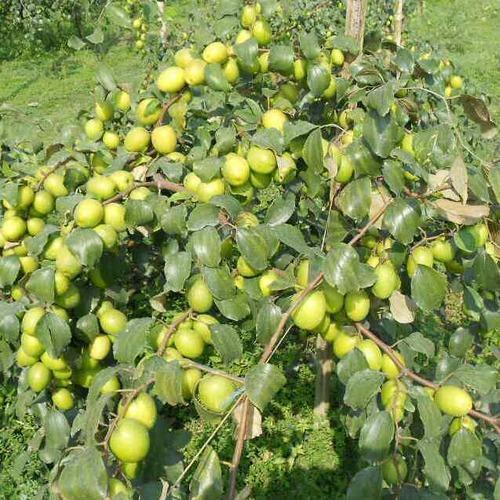 Apple Ber Plants