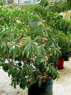 Common Chiku Plants, for Eat Selling, Gardening, Size : Large, Medium