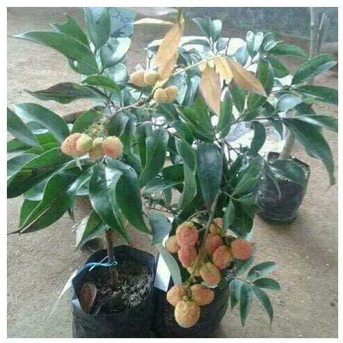 Litchi plants, for Agriculture, Nursery Use, Length : 0-10ft