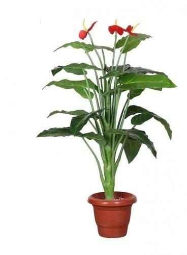 Elen Artificial Anthurium Plant, Size : 53 inch