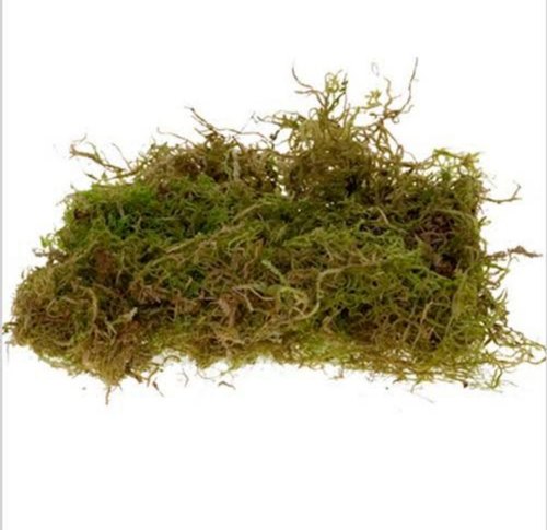Moss Grass, for Garden, Color : Natural Green